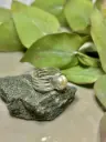 Anillo perla calado